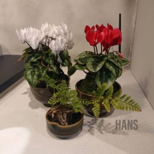 名古屋栄・伏見で人気の美容室 HANS ハンス シクラメンとトキワシノブの苔玉