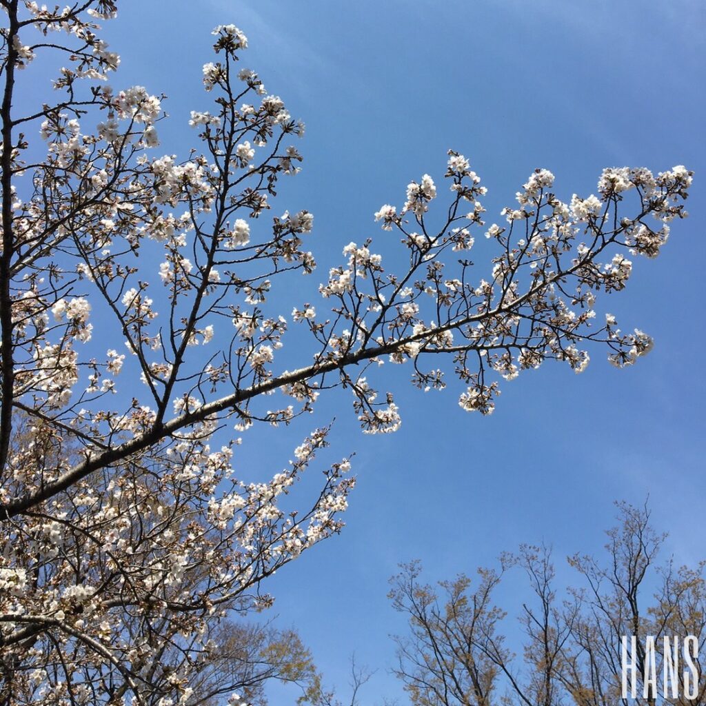 名古屋栄の美容室 HANS ハンスの桜の写真