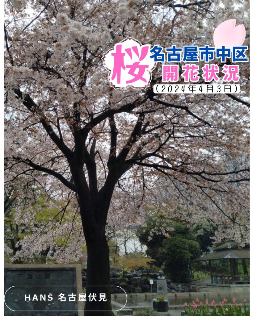 桜/美容室ハンス名古屋