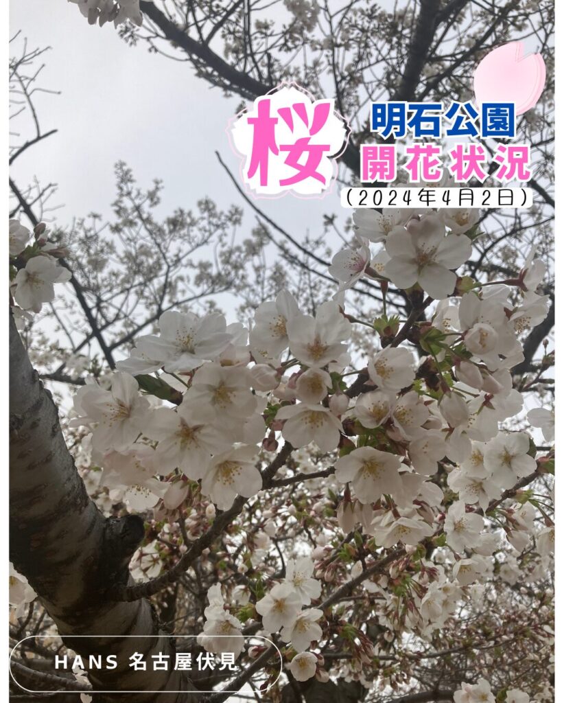 桜/美容室ハンス名古屋