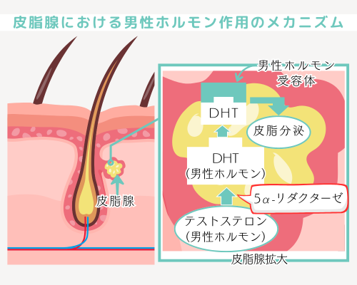 皮脂腺と男性ホルモン/頭皮ケア