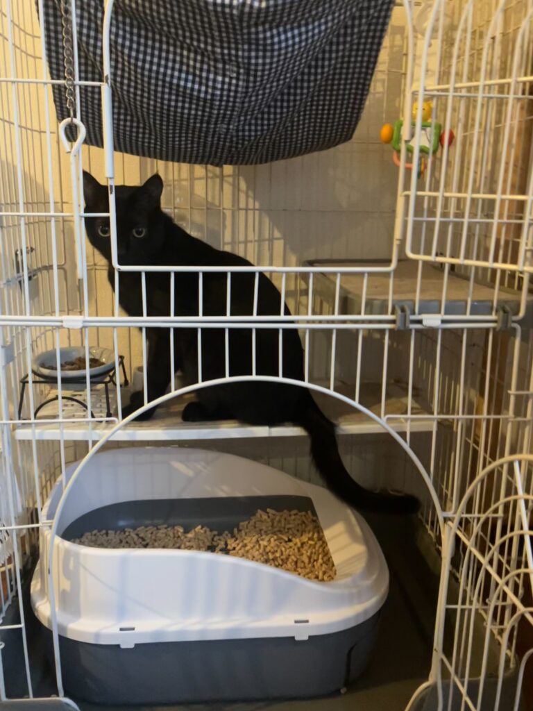 黒猫きゅうちゃんの様子とペレットを使った猫トイレ/美容室ハンス名古屋