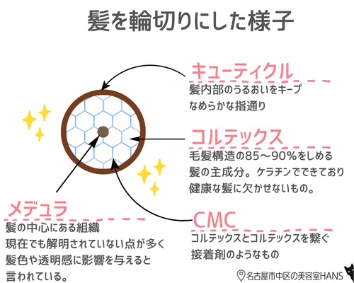 髪の断面図/美容室ハンス名古屋