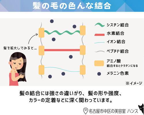 髪の毛の色んな結合/美容室ハンス名古屋