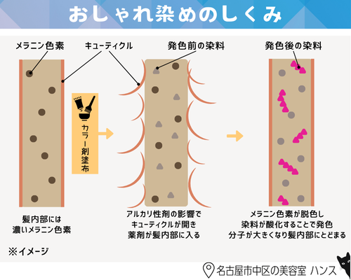 おしゃれ染めの仕組み/美容室ハンス名古屋